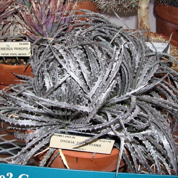 Dyckia Fosteriana - Striking Rare Plant - Spiny Shiny Silver Metallic Bronze Succulents - 10 Seeds