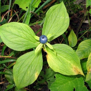 Paris Quadrifolia Paris Herb True Lover Knot Medicinal Unusual 3 Seeds Rare image 1