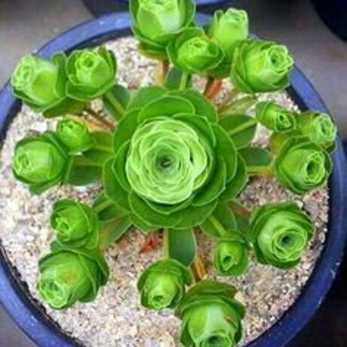 Greenovia Dodrentalis - Mountain Rose - Rare Succulent - 10 Seeds