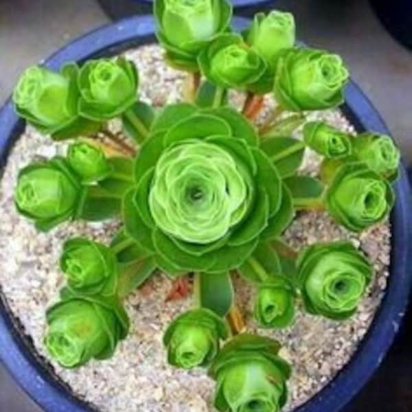 Greenovia Dodrentalis - Mountain Rose - Rare Succulent - 10 Seeds (ID443)