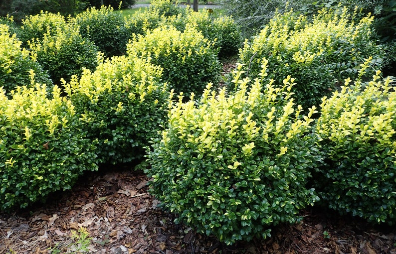 Buxus Sempervirens Common Boxwood Bonsai Tree Garden Decor 20 Seeds image 5