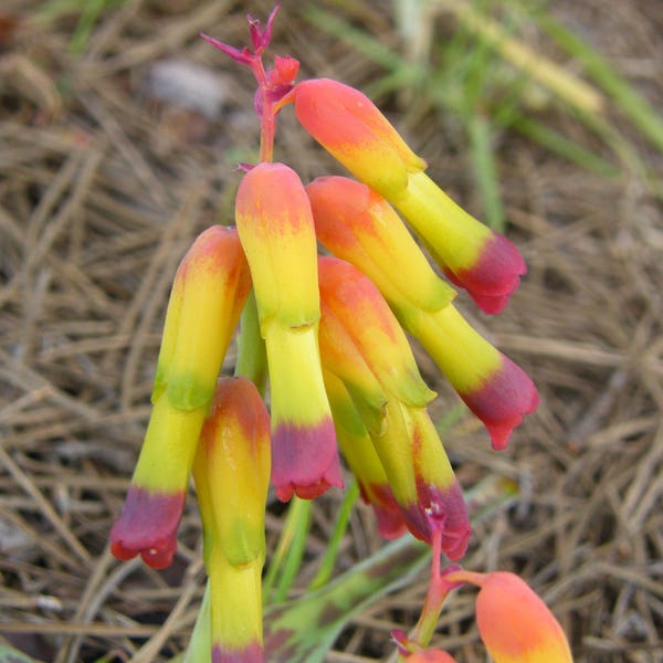 Lachenalia Aloides ~ Stunning Bulbous Perennial Hyacinth ~ Extremely Rare 5 Seeds ~