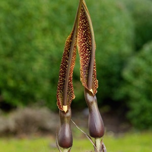 Sauromatum Venosum Arum Cornutum Unusual Aroid Very Rare 3 Seeds image 1