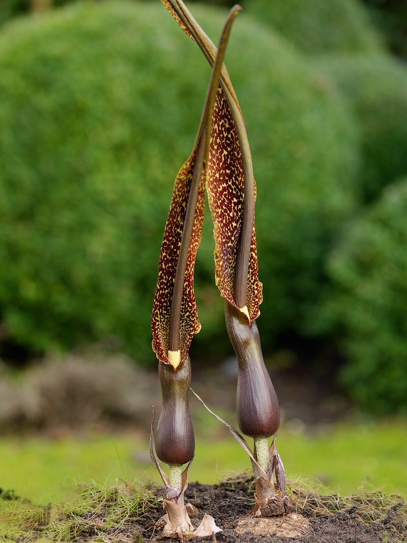 Sauromatum Venosum Arum Cornutum Unusual Aroid Very Rare 3 Seeds image 1