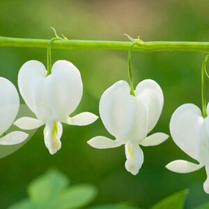 Dicentra Spectabilis Alba Bleeding Hearts Flower of Romance 5 Fresh Seeds image 1