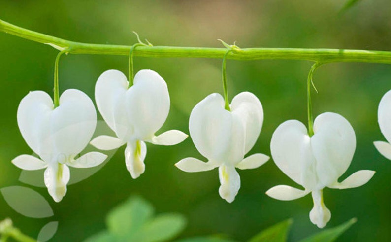 Dicentra Spectabilis Alba Bleeding Hearts Flower of Romance 5 Fresh Seeds image 1