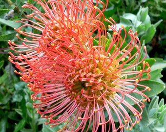 Leucospermum cordifolium ~ oiseau hochant la tête ~ arbuste incroyable ~ 3 graines rares ~