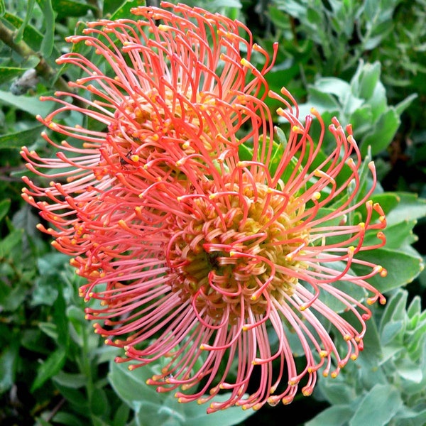 Leucospermum Cordifolium ~ Nodding Pincuhion ~ Amazing Shrub ~ Rare 3 Seeds ~