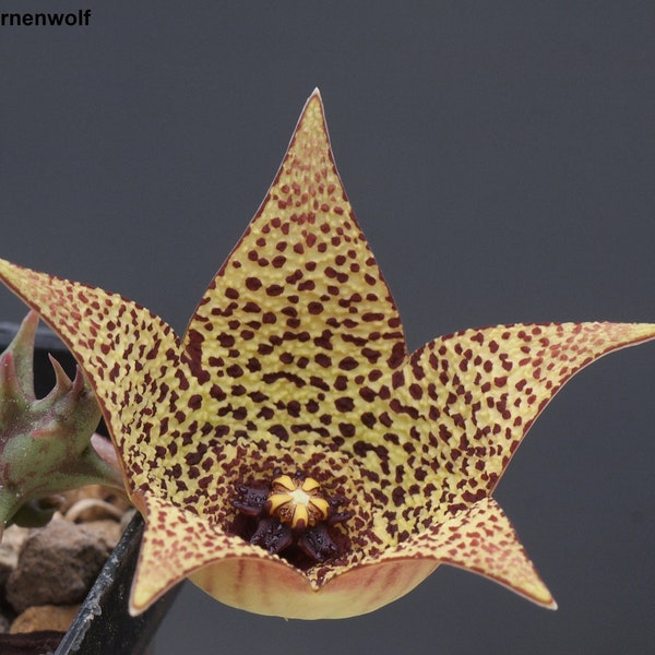 Orbea Verrucosa - 3 Seeds - Warty-Flowered Stapelia - Very Rare Succulent