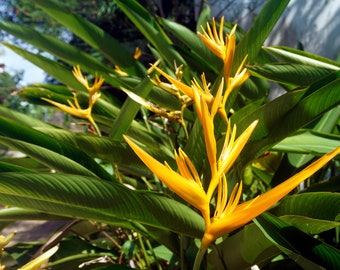 Heliconia Spathocircinata - Golden Torch - Yellow Lobster Claws Plant - 5 Seeds