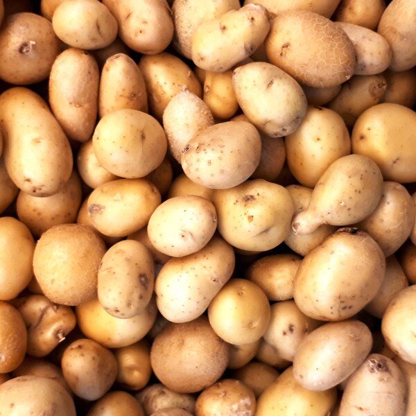 Skagit Valley Gold Potato - TPS True Potato Seeds - Rare - 10 Seeds