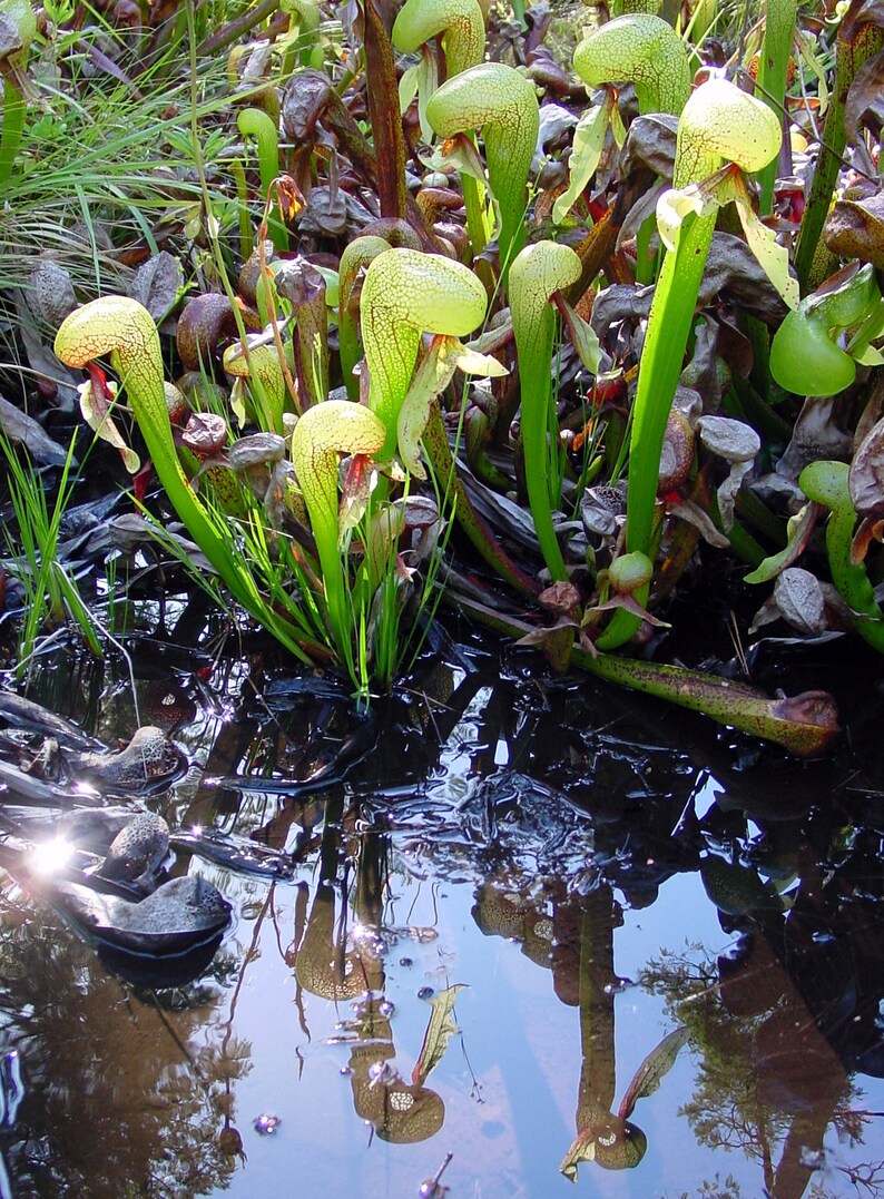 Darlingtonia Californica Cobra Lily Carnivorous California