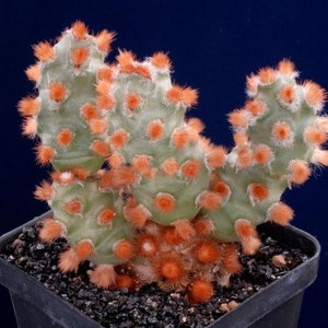 Tephrocactus Molinensis Opuntia Molinensis Cactus frais 5 graines Très rare image 1