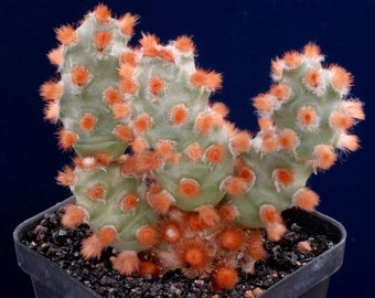 Tephrocactus Molinensis * Opuntia Molinensis * Fresh Cactus 5 Seeds * Very Rare