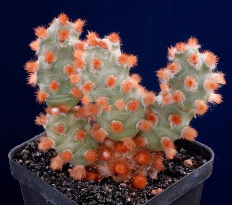 Tephrocactus Molinensis Opuntia Molinensis Cactus frais 5 graines Très rare image 1