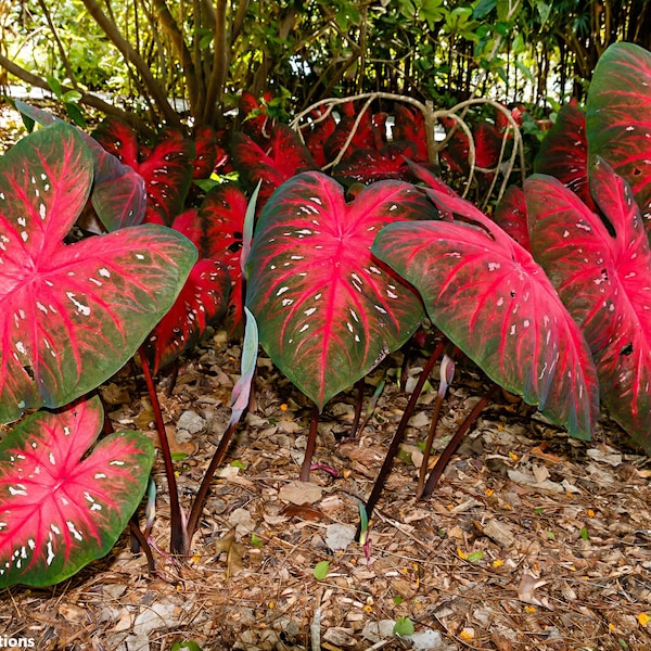 Caladium Bicolor - Heart of Jesus - House Plant - 2 Fresh Seeds - Rare Wild Plant