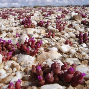 Oophytum Nanum Aizoaceae Living Stones Succulent 10 Seeds VERY RARE image 4