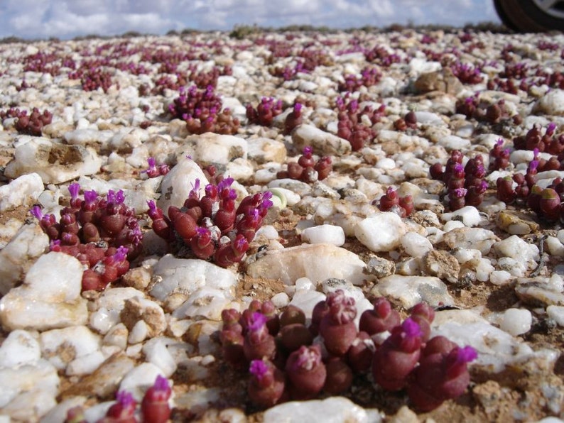 Oophytum Nanum Aizoaceae Living Stones Succulent 10 Seeds VERY RARE image 4