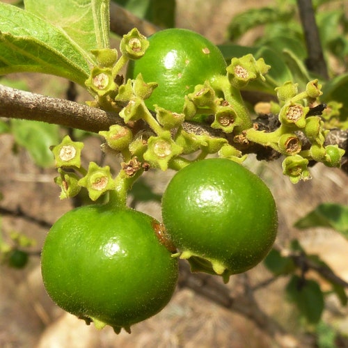 Deciduous Shrub Sweet Almond Scent 3 Seeds Details about   Ximenia Americana Hog Plum 