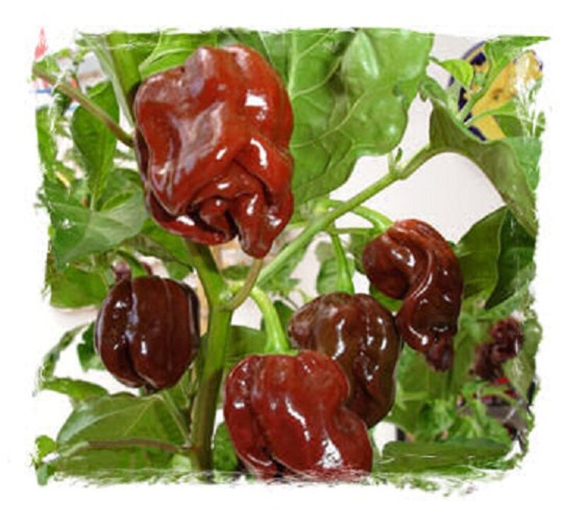Jamaican Hot Chocolate Habanero Heirloom Pepper Fresh 10 Seeds Etsy