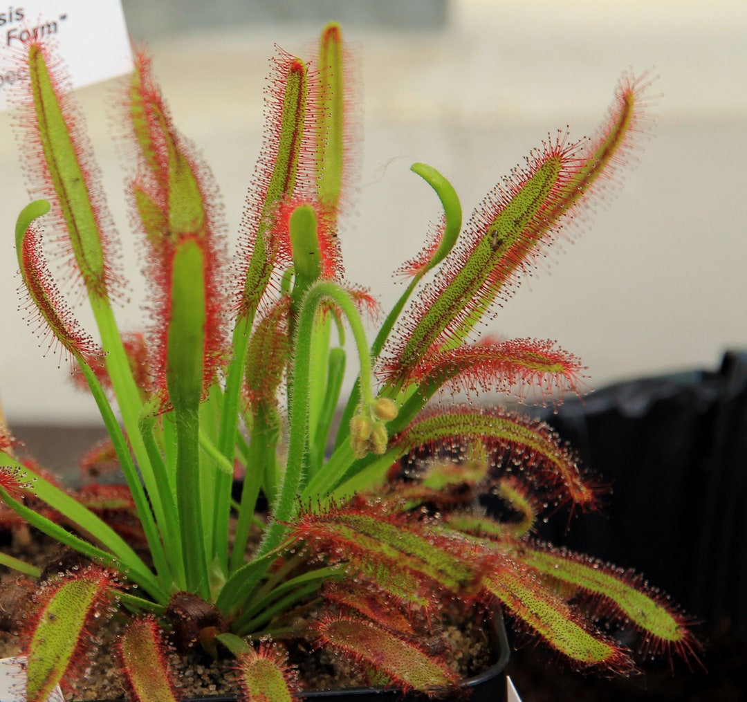 Drosera Capensis Cape Sundew Carnivorous Plant 10 Rare Seeds ID311 Etsy