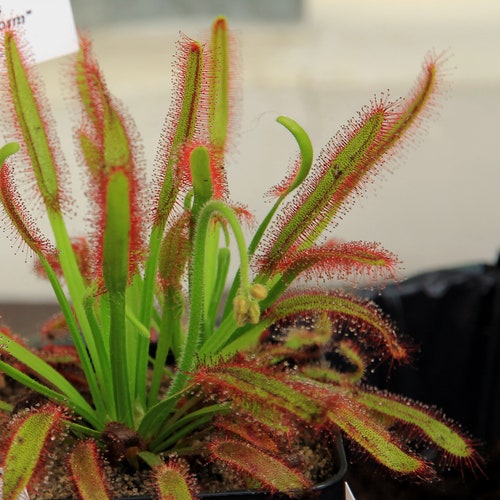 Drosera Capensis * Cape Sundew * Carnivorous Plant * 10 Rare Seeds *