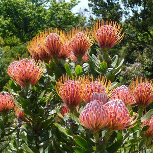 Leucospermum Cordifolium Pincuhion annuendo Incredibile arbusto Rari 3 semi immagine 3