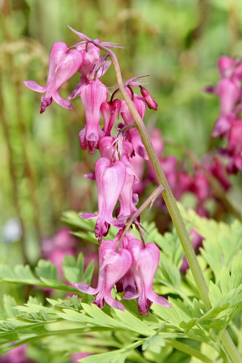 Dicentra Eximia Fringed Bleeding Heart Compact Perennial Etsy