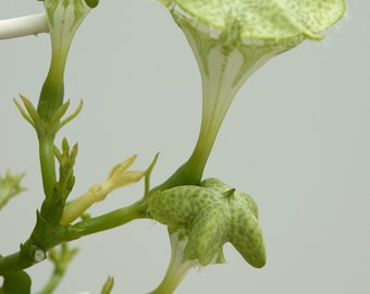 Ceropegia Sandersonii * Pianta paracadute * Succulente molto rara * 3 semi * Limitato *