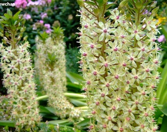 Eucomis Comosa - Pineapple Lily - Rare - 5 Seeds