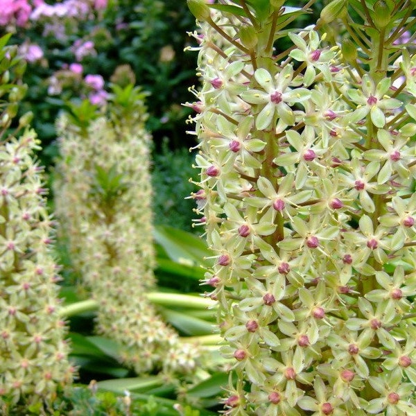 Eucomis Comosa - Pineapple Lily - Rare - 5 Seeds