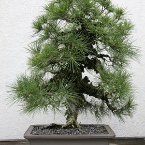 Pinus Thunbergii Japanese Black Pine Rare Bonsai Tree 10 Seeds image 2