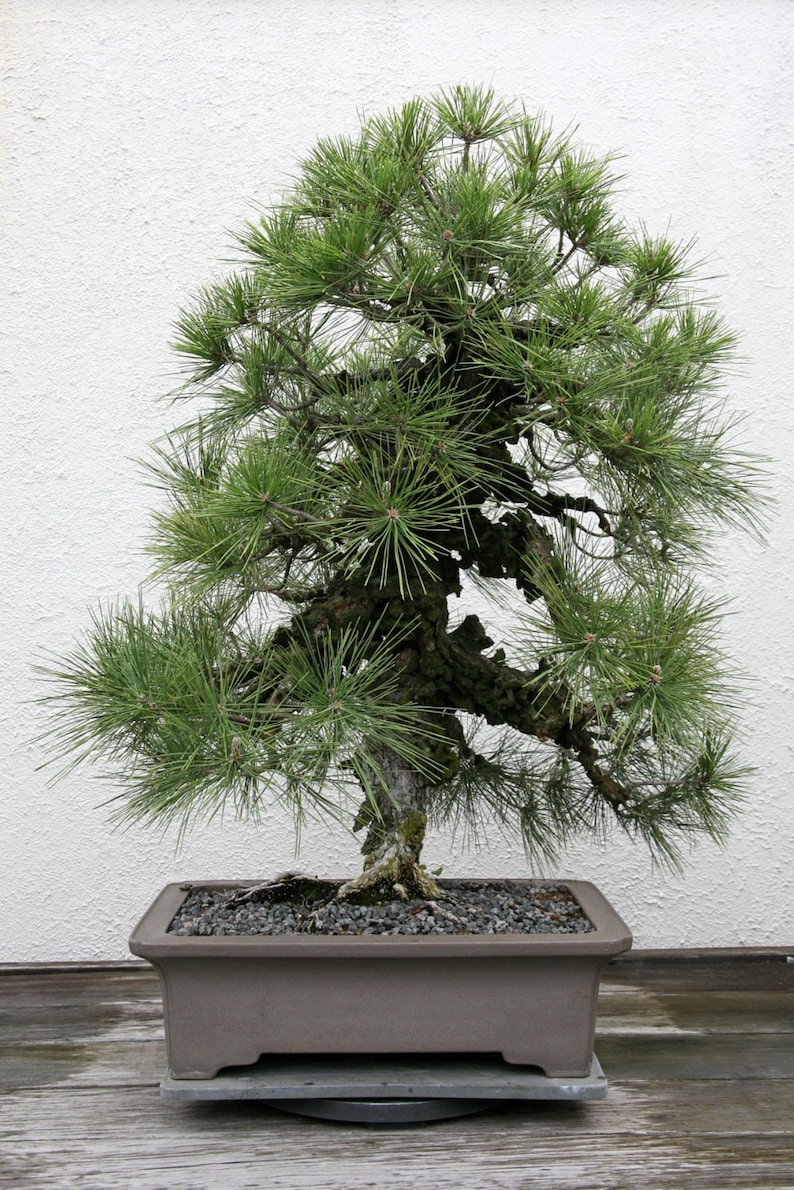 Pinus Thunbergii Japanese Black Pine Rare Bonsai Tree 10 Seeds image 2