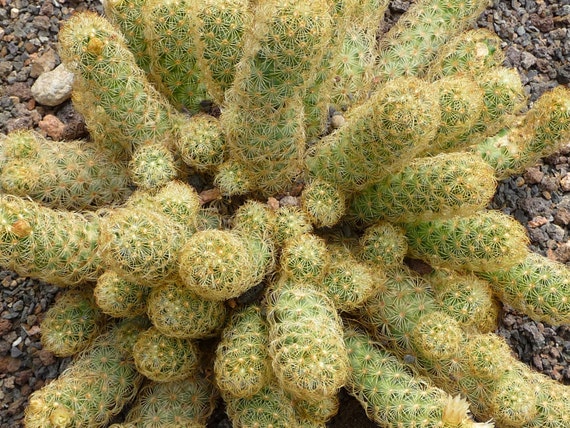 kakteen deko kaktus pflanze cactus samen - fleischfressende