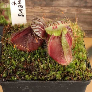 Cephalotus Follicularis ‘Hummer’s Giant - Extremely Rare Carnivorous - Australian Pitcher Plant - 3 Fresh Seeds - Very Limited Quantity