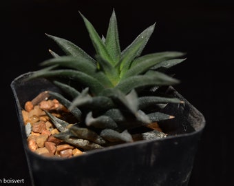 Haworthia Tortuosa * Spiral Cactus * Rare - 5 seeds