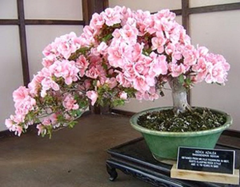 Prunus Serrulata Japanese Sakura Flowering Cherry Bonsai Tree Etsy