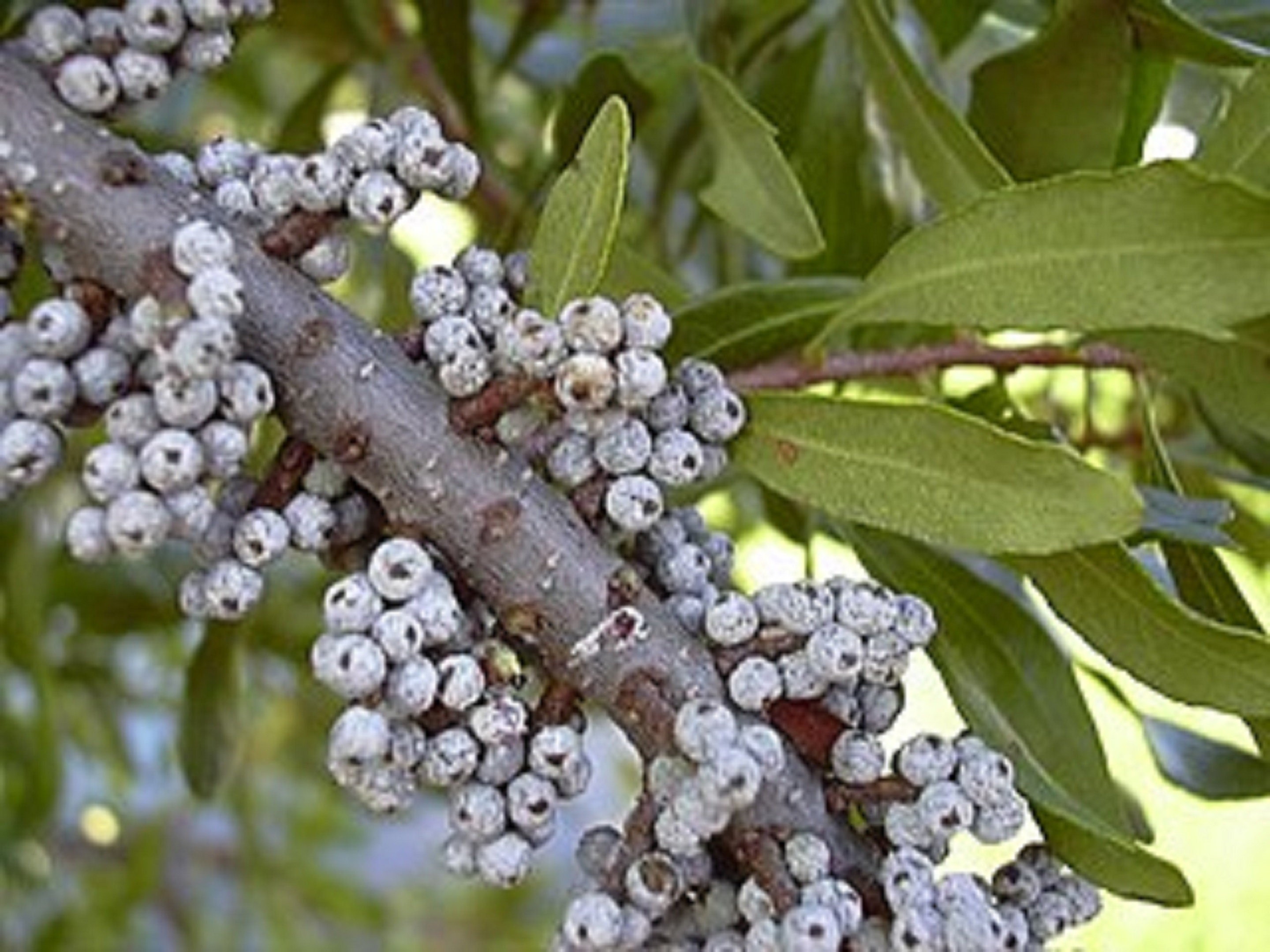 Myrica Cerifera Southern Bayberry Wax Myrtle Rare 10 Etsy