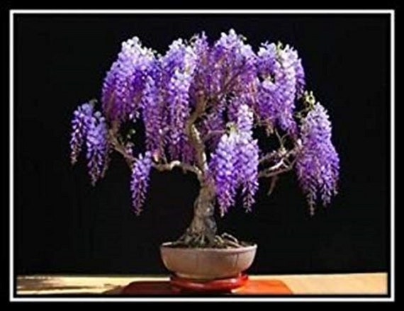 Jacaranda Mimosifolia Ornamental Blue Jacaranda Bonsai Tree | Etsy Jacaranda Mimosifolia Ornamental Blue Jacaranda Bonsai Tree | Etsy