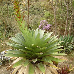 Alcantarea Imperialis Stunning Tropical Giant Bromeliad Very Rare 5 Seeds image 4