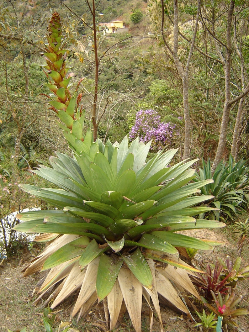 Alcantarea Imperialis Stunning Tropical Giant Bromeliad Very Rare 5 Seeds image 4