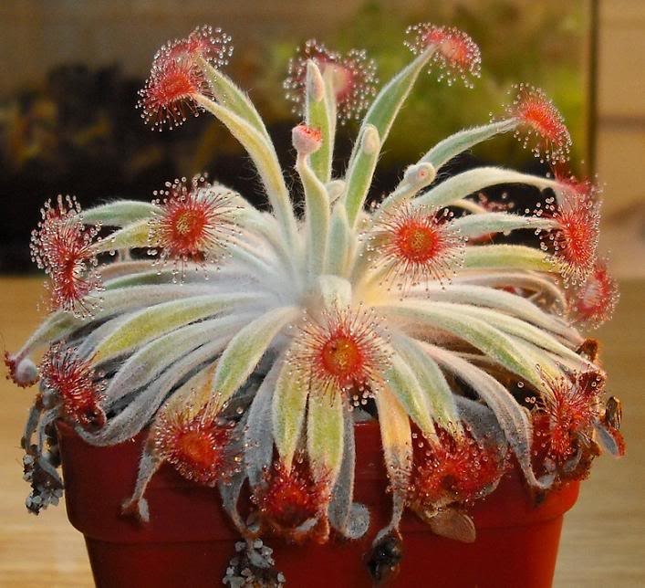 DROSERA BROOMENSIS PIANTA CARNIVORA 5 SEMI