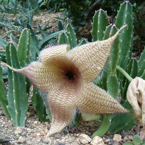 Stapelia Gigantea Amazing Yellow Carrion Huge Succulent Very Rare 3 Seeds image 3