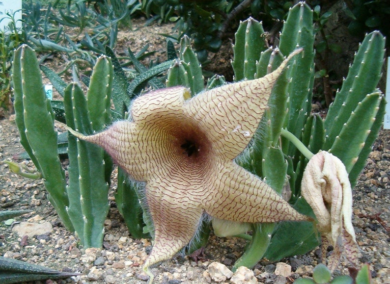 Stapelia Gigantea Amazing Yellow Carrion Huge Succulent Very Rare 3 Seeds image 3