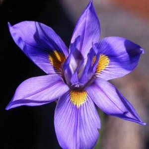 Moraea Polystachya Amazing Blue African Iris Flower 5 Seeds RARE limited image 1