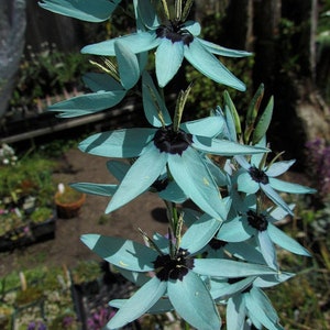 Ixia Viridiflora * Dazzling Turquoise * RARE * Endangered Flowers * Eazy Growing 5 Seeds