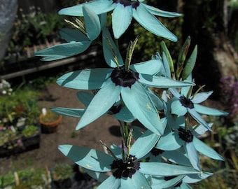 Ixia Viridiflora * Dazzling Turquoise * RARE * Endangered Flowers * Eazy Growing 5 Seeds