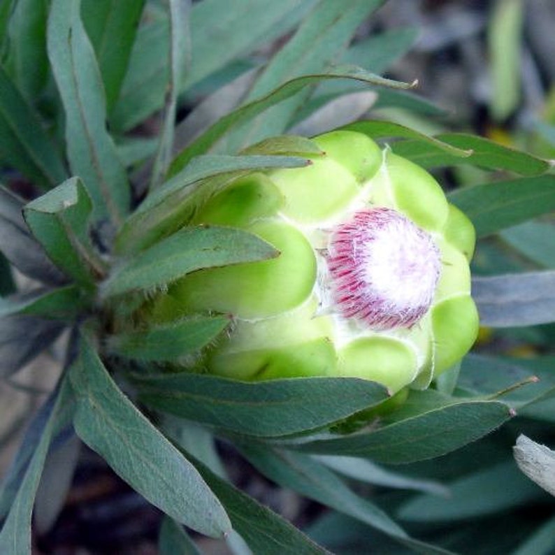 Protea Coronata Apple Green Protea Green Sugarbush 5 Seeds image 1