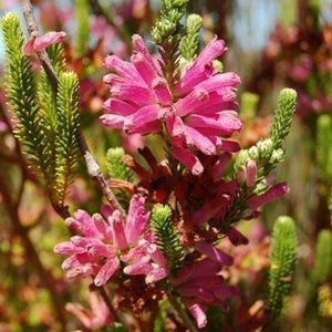Erica Verticillata Pink Marsh Heath Amazing Tropical Shrub 10 Tiny Rare Seeds image 3