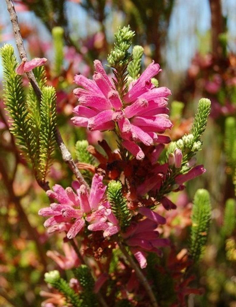 Erica Verticillata Pink Marsh Heath Amazing Tropical Shrub 10 Tiny Rare Seeds image 3